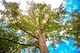 Best Seasonal Cleanup (Spring/Fall)  in West Richland, WA