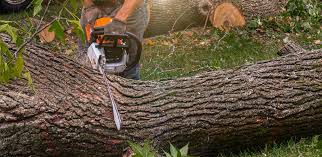 Best Emergency Tree Removal  in West Richland, WA