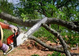 Best Tree Trimming and Pruning  in West Richland, WA