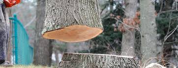 How Our Tree Care Process Works  in  West Richland, WA