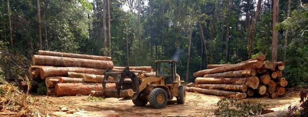 Best Tree Maintenance Programs  in West Richland, WA