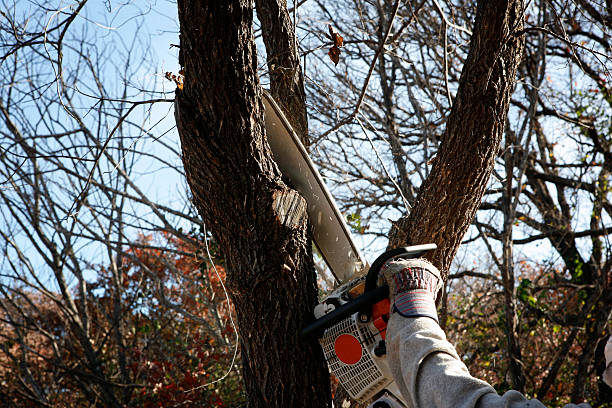 Best Pest Control for Lawns  in West Richland, WA