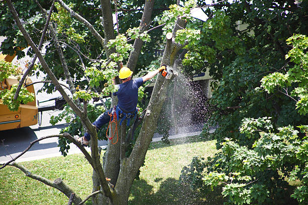 Best Lawn Pest Prevention  in West Richland, WA
