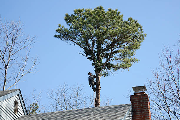 Best Tree Risk Assessment  in West Richland, WA